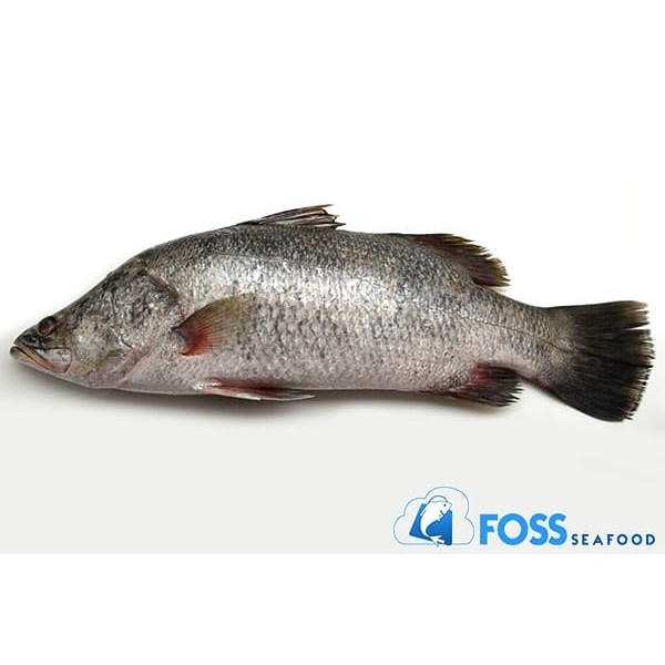 

Ikan Kakap Putih Frozen Food size 300gr-700gr
