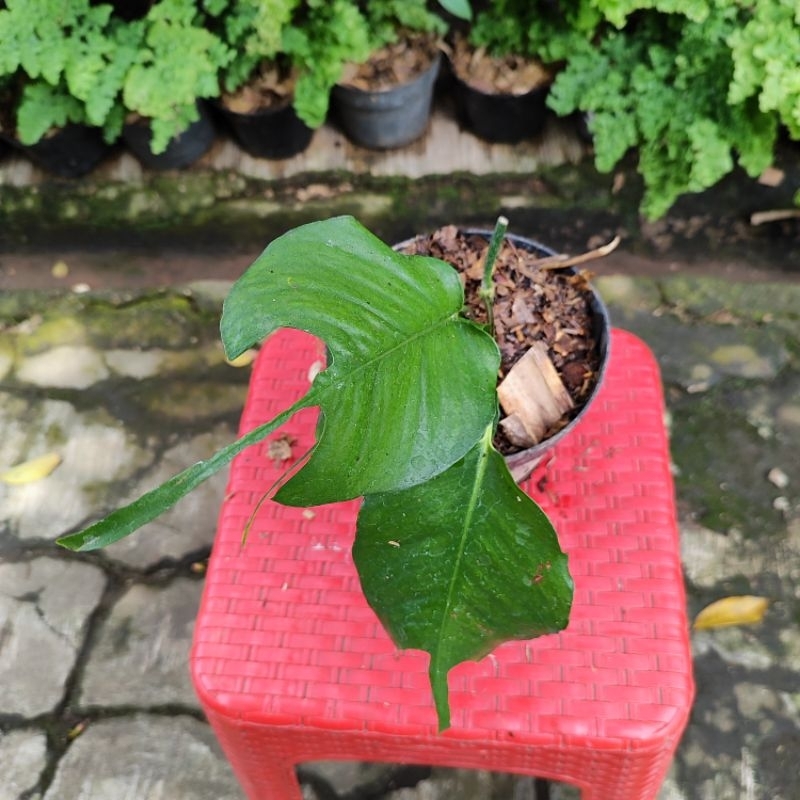 Epiprenum skeleton key