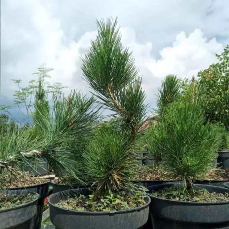 Bahan Bonsai Pinus Jepang Black Pine Impor Batang Besar