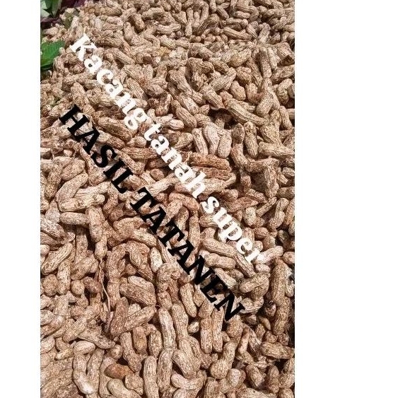 

Kacang Tanah Mentah Super/ Kacang Tanah Basah Fresh dari Kebun Langsung