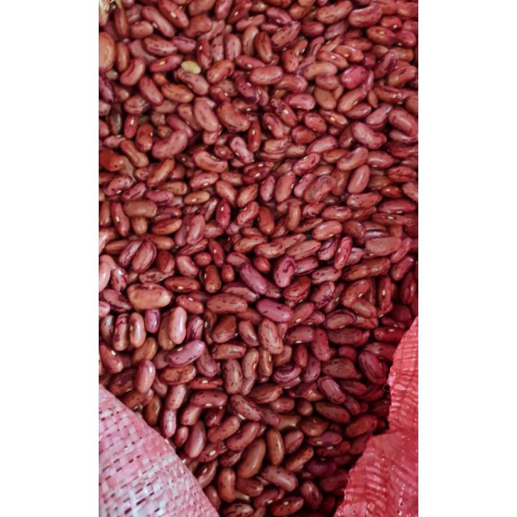 

PALING AMPUH Kacang Merah Kacang Jogo 1 KG Ukuran Besar Premium Dijamin Fresh