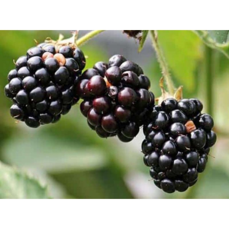 

Blackberry Holland Fresh