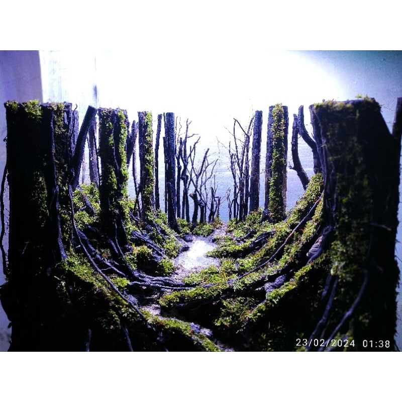 Hardscape jungle aquascape buat ukuran tank 60.30.35.cm udh siap pakai
