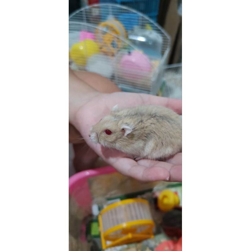 HamsterCampbellTiger