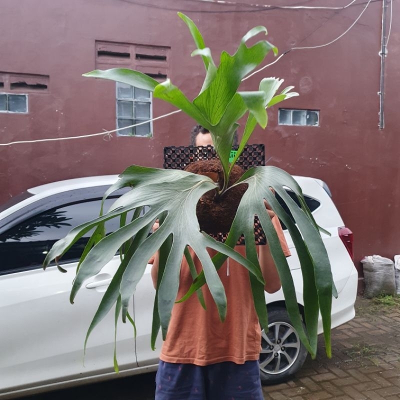 Platycerium Hilii Papuanum Tanduk Rusa Papua sesuai Foto