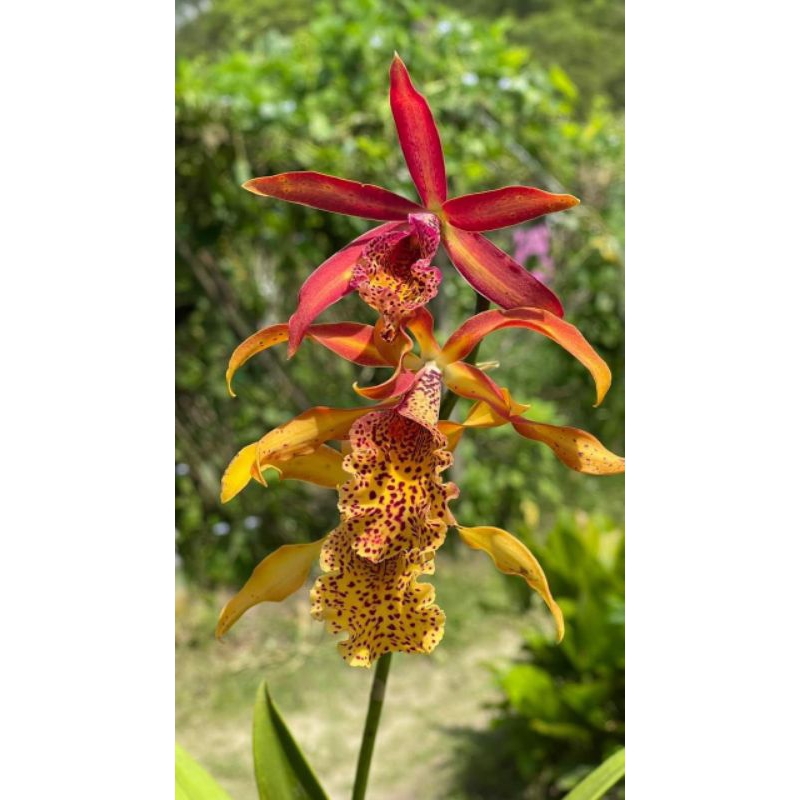 Cattleya Frances Fox (spike)