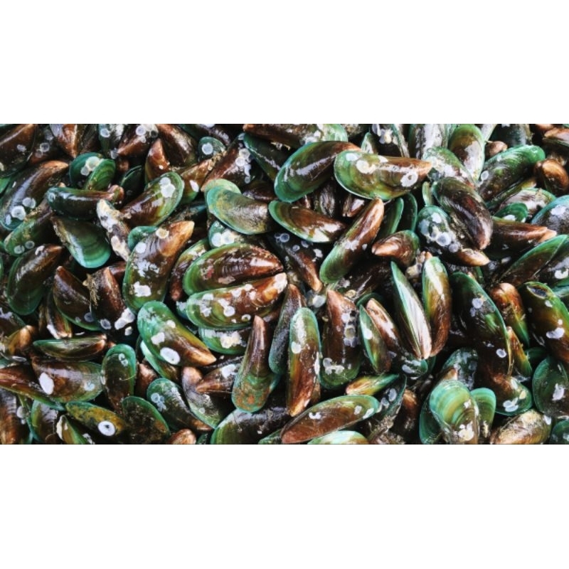 

kerang ijo