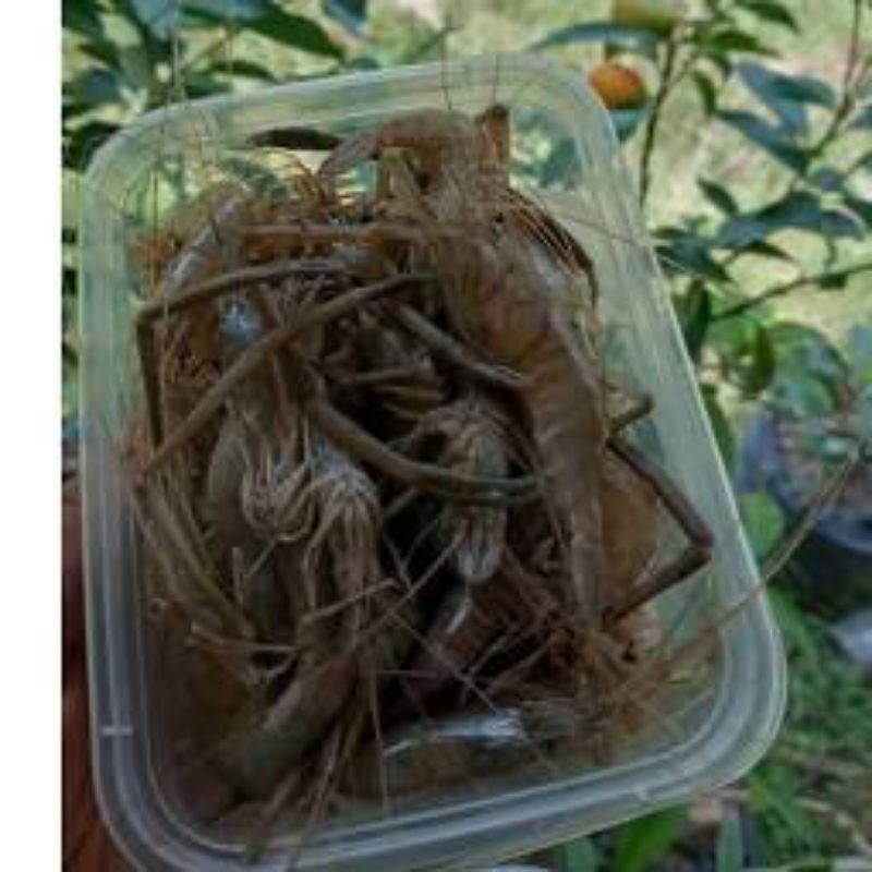 

Udang Sungai 500gr