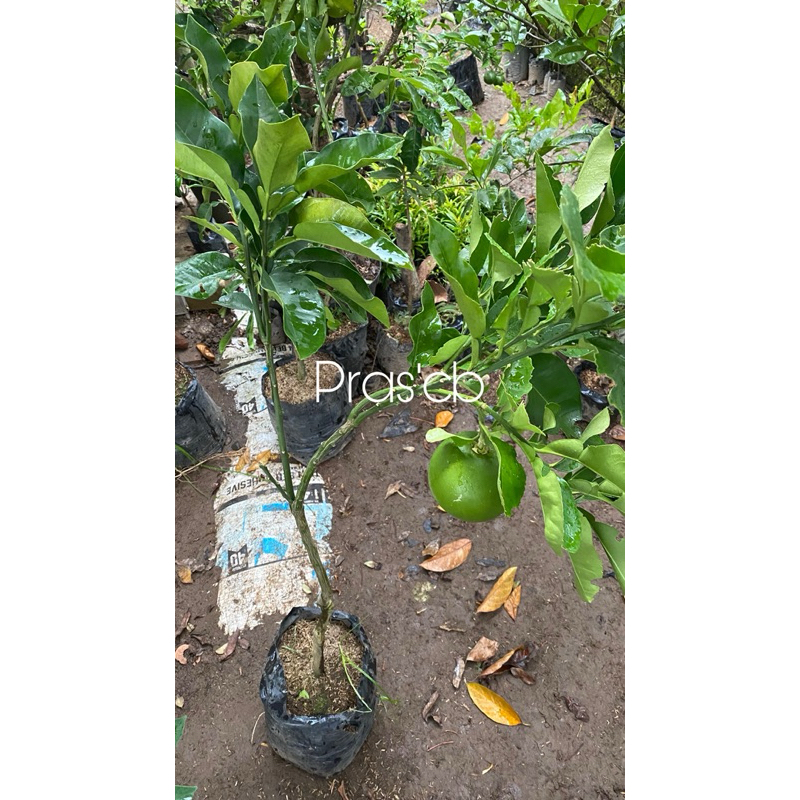Bibit jeruk Bali (kondisi sudah berbuah/berbunga)