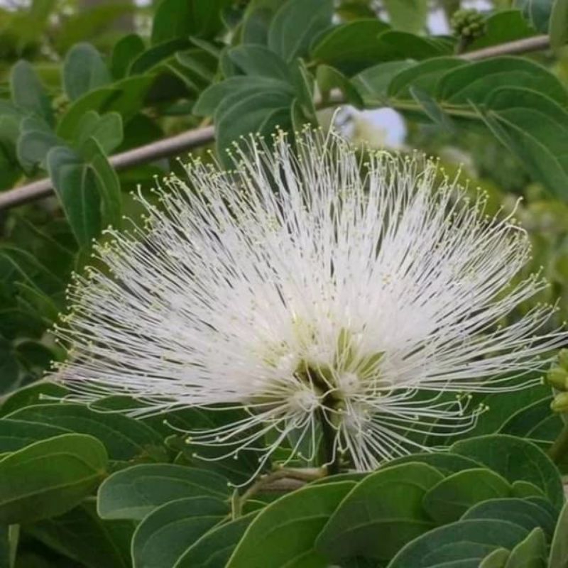 125 biji bunga Kaliandra putih udah tua di pohon