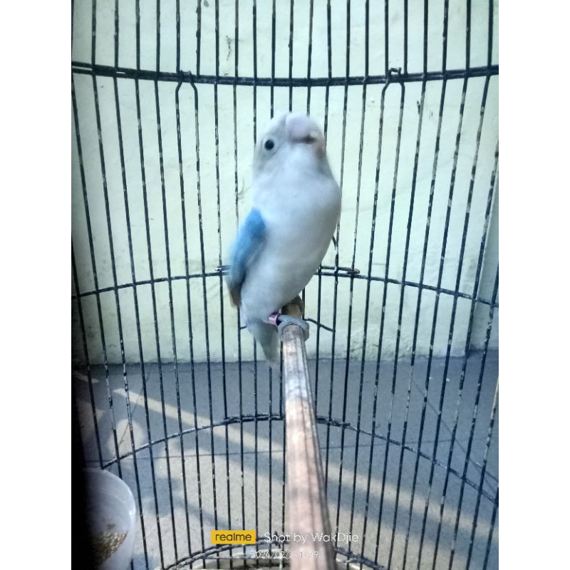 [Instant] Lovebird Blue Series rajin ngekek