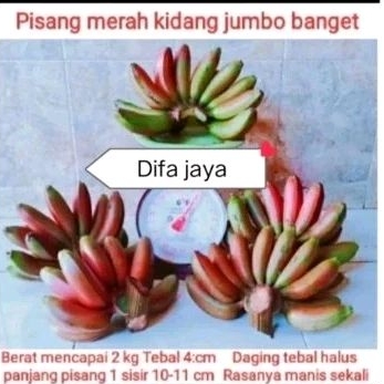 pisang merah kidang