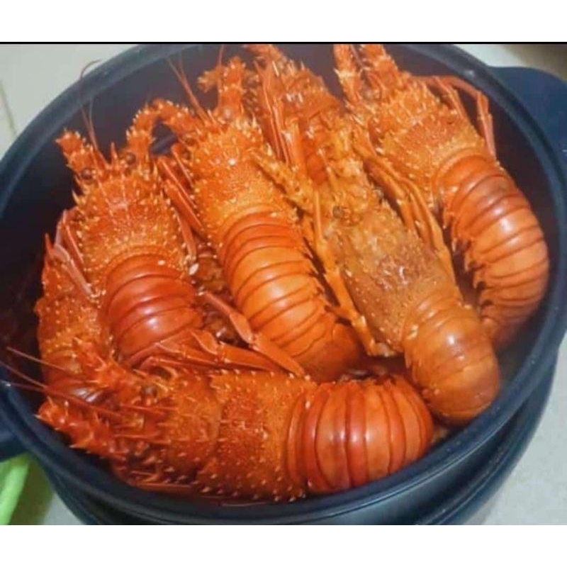 LOBSTER Laut Fresh &gt; Masakan Lobster Seafood &gt; Udang Lobster 1/2kg-1kg