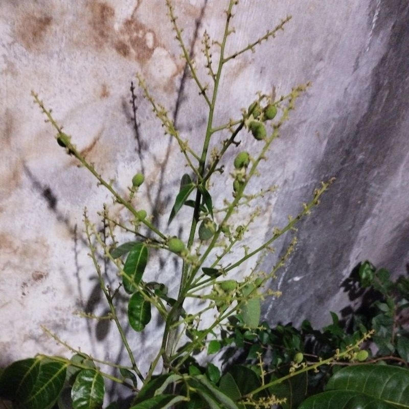 BIBIT KELENGKENG MATALADA BERBUAH 1 METER UP