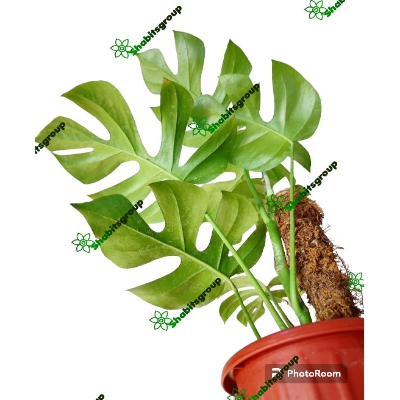 Tanaman Monstera tertrasperma mini Monstera minima tanaman Monstera mini