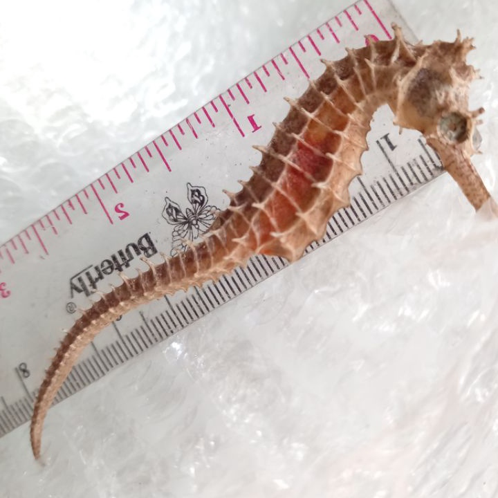 

KP8 Kuda laut kering original