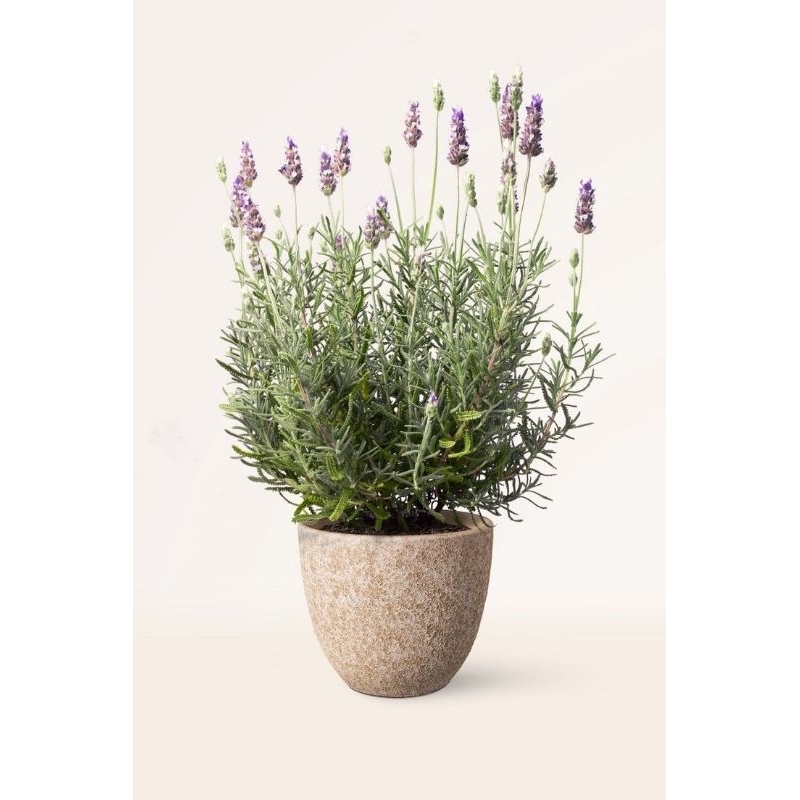 Tanaman Lavender / lavandula asli