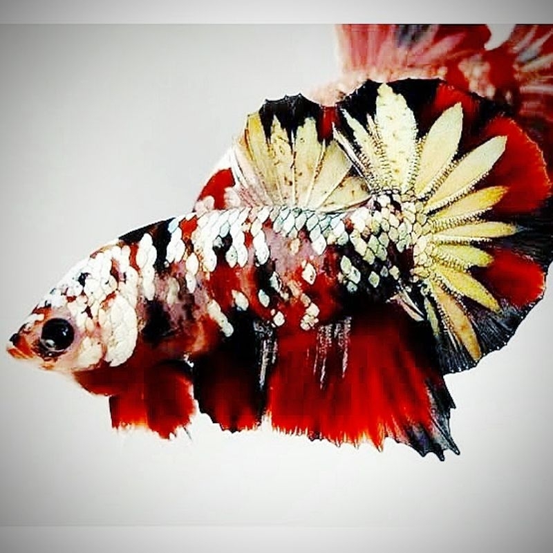 Bahanan Cupang Hias Red koi copper gold