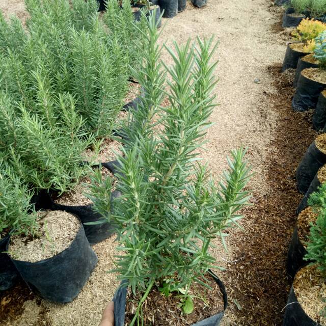 Bibit Tanaman Rosemary Bumbu Masakan Eropa Bunga Rosemary