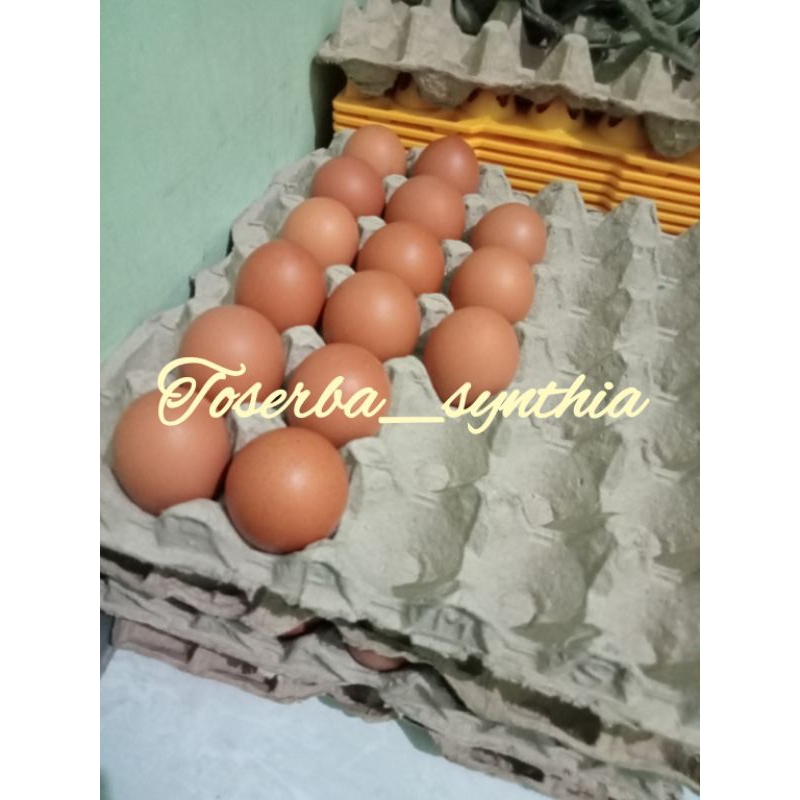 

telur ayam