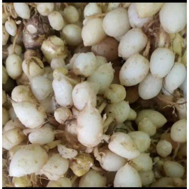 

Kunyit Putih 100 gr