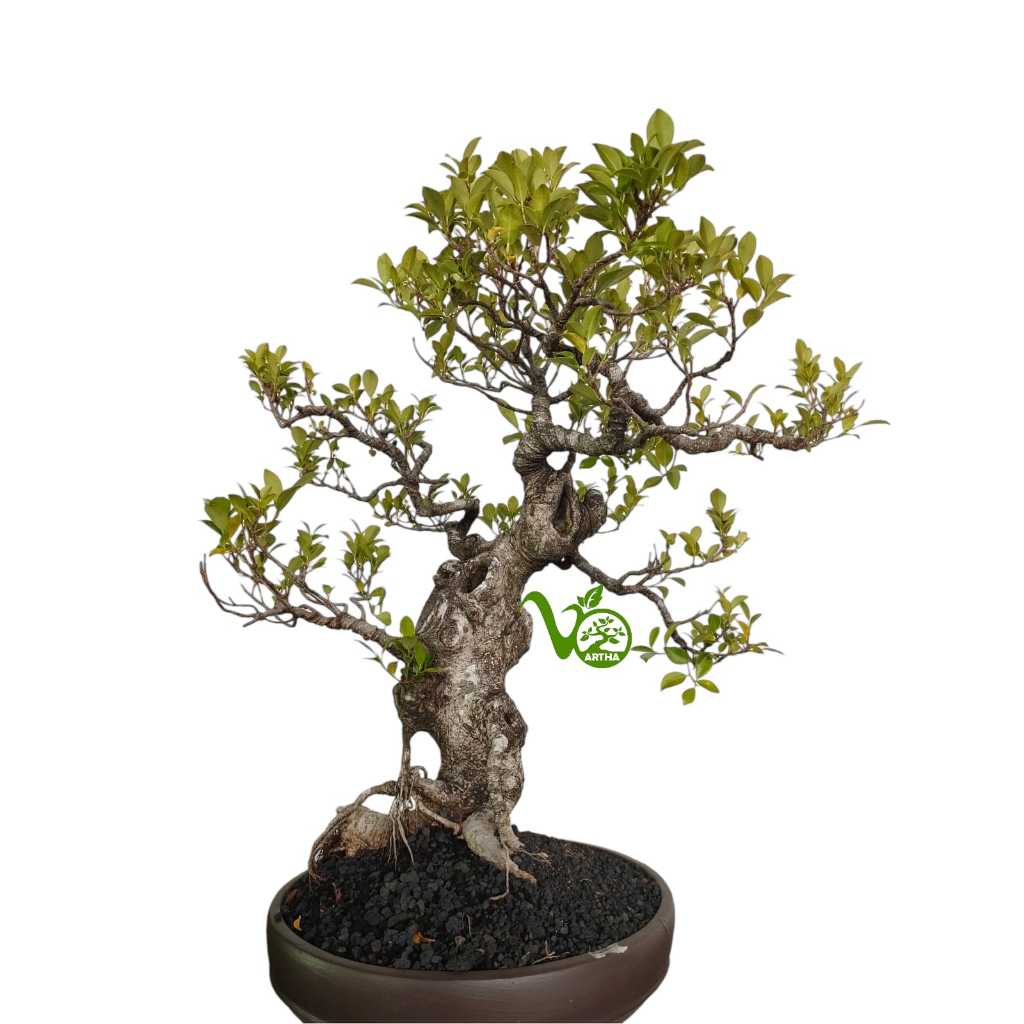 Bonsai Kimeng (ficus microcarpa) no5