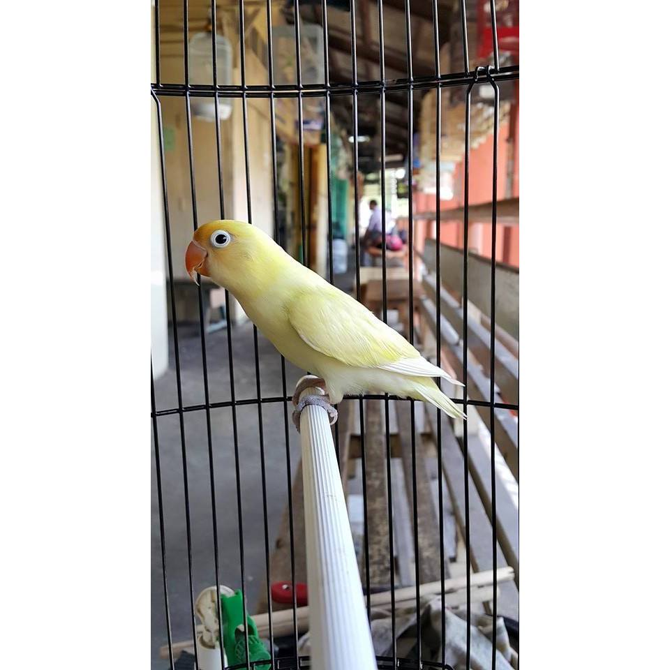 Burung Lovebird PB Creamino Rawatan