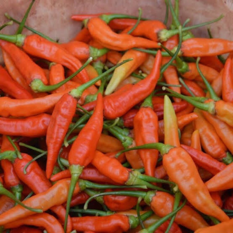 

Cabe Rawit Ori Merah 1kg | Lombok rawit Ori | Cabe rawit pedas | Rawit Ori | Rawit Pedas | Rawit merah fresh | Lombok pedas 1Kg