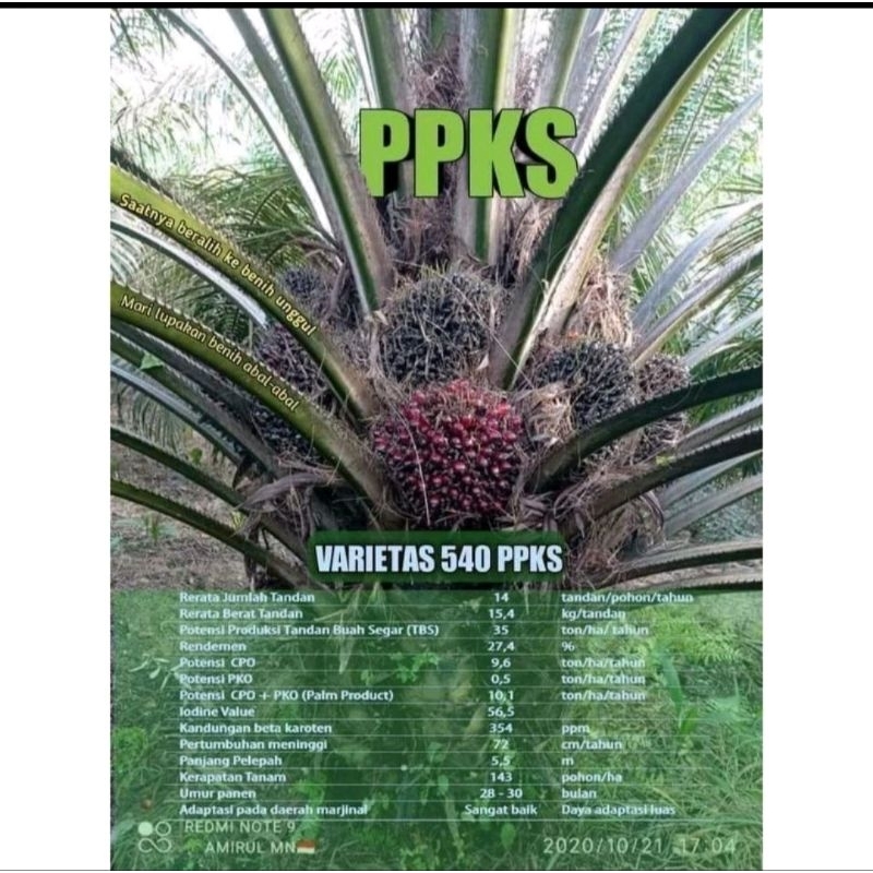 Benih Biji sawit Ppks DxP 540 Original