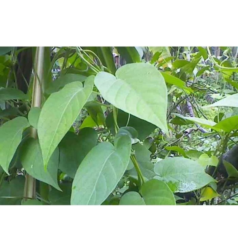 

DAUN SEMBUKAN / DAUN SEMBUKAN / DAUN KENTUT FREESS SEGAR 100G