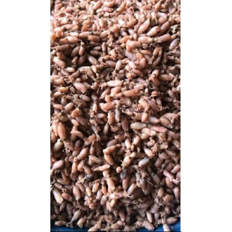 

Baby Cumi 100 gr ukuran 0.5 sd 1 cm Rp. 17.500