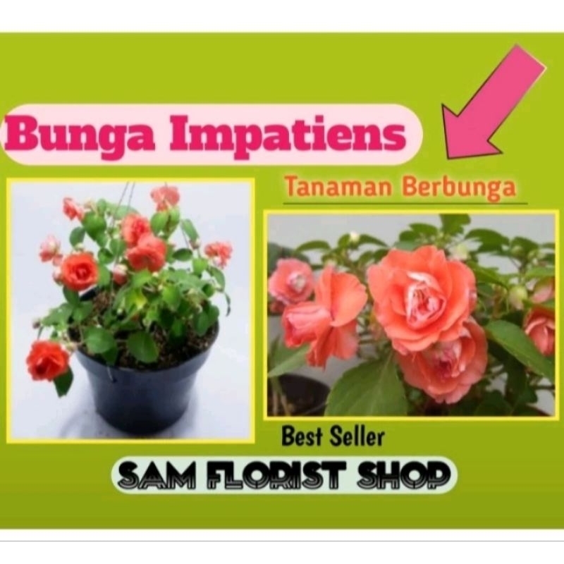 Tanaman Bunga Impatiens Mawar Orange Hidup & Berbunga - Impatiens Walleriana Berbunga - Bunga Pacar 