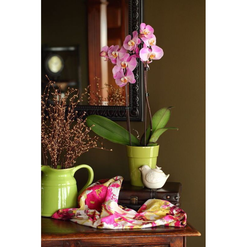 Anggrek Dendrobium Albertin keki dewasa