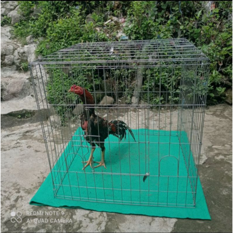 kandang jemur tenggaran ayam Bangkok lipat ukuran 60x60x60