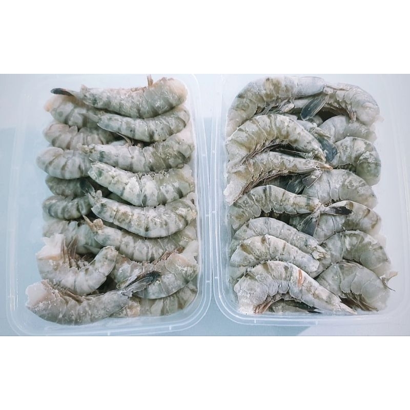 UDANG WINDU HEADLESS/TANPA KEPALA