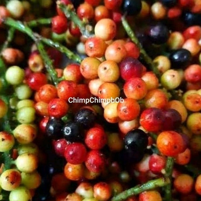 

BUAH BUNI SEGAR ORGANIK/ BUAH KALIASEM / BUAH WUNI SEGAR