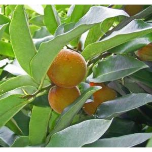 BIBIT TANAMAN BERKUALITAS BIBIT BUAH BISBUL/BIBIT BUAH MENTEGA// BIBIT BUAH-BUAHAN