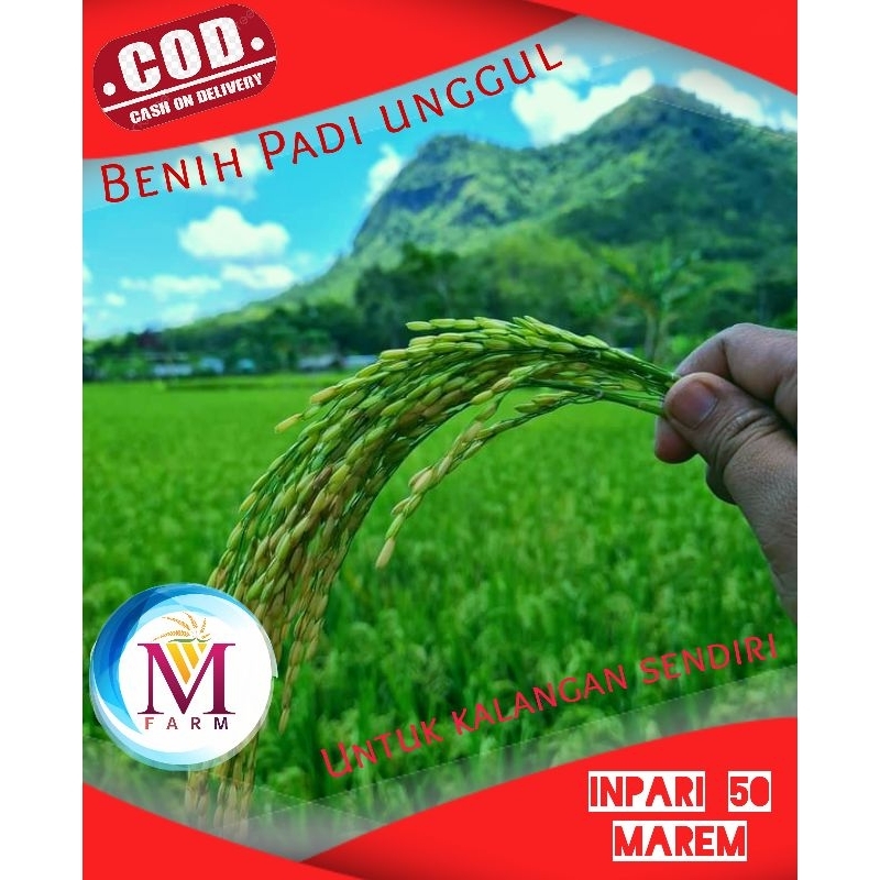 benih padi varietas inpari 50 marem