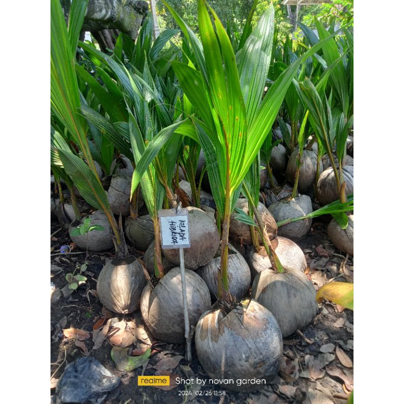 bibit kelapa hibrida hijau valid | kelapa hibrida hijau | bibit kelapa hibrida