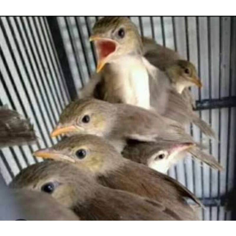 [Instant] Ciblek gunung anakan loloh