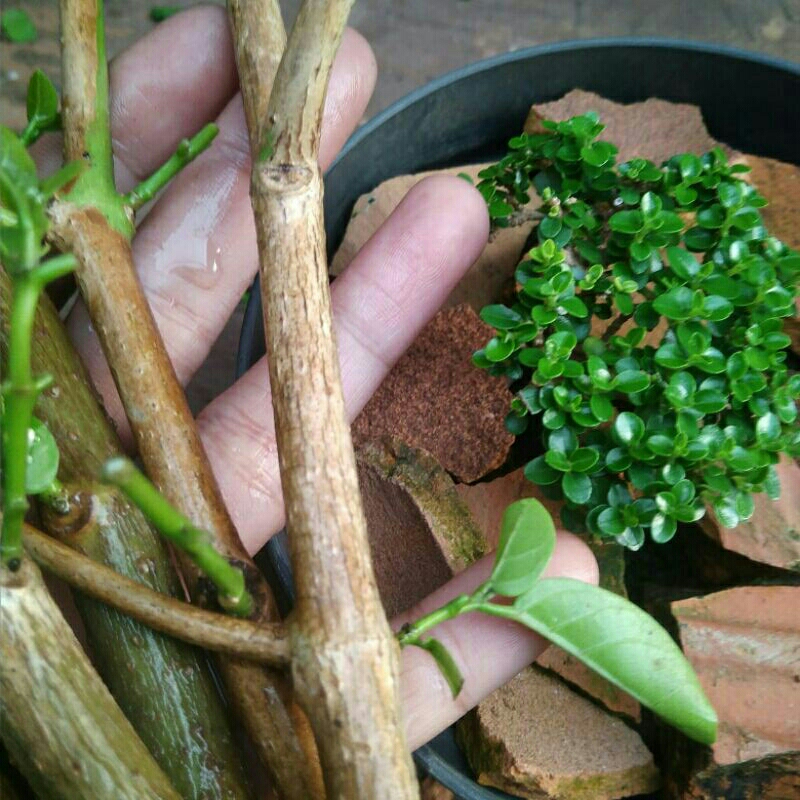 Stek Sancang bonsai Sancang daun mini