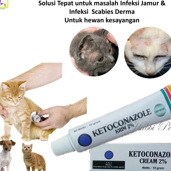 obat Jamur Kucing - salep jamur kucing anjing kelinci ketoconazole Obat Luka Jamur Kucing