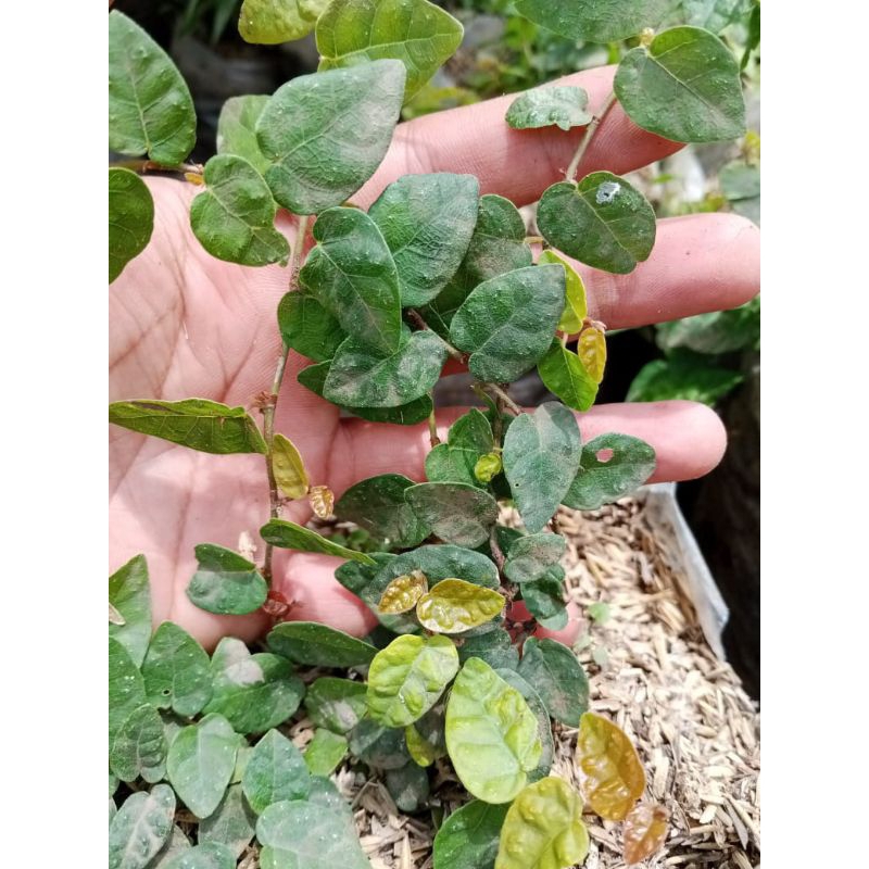 Dolar Rambat Mini / ficus pumilla