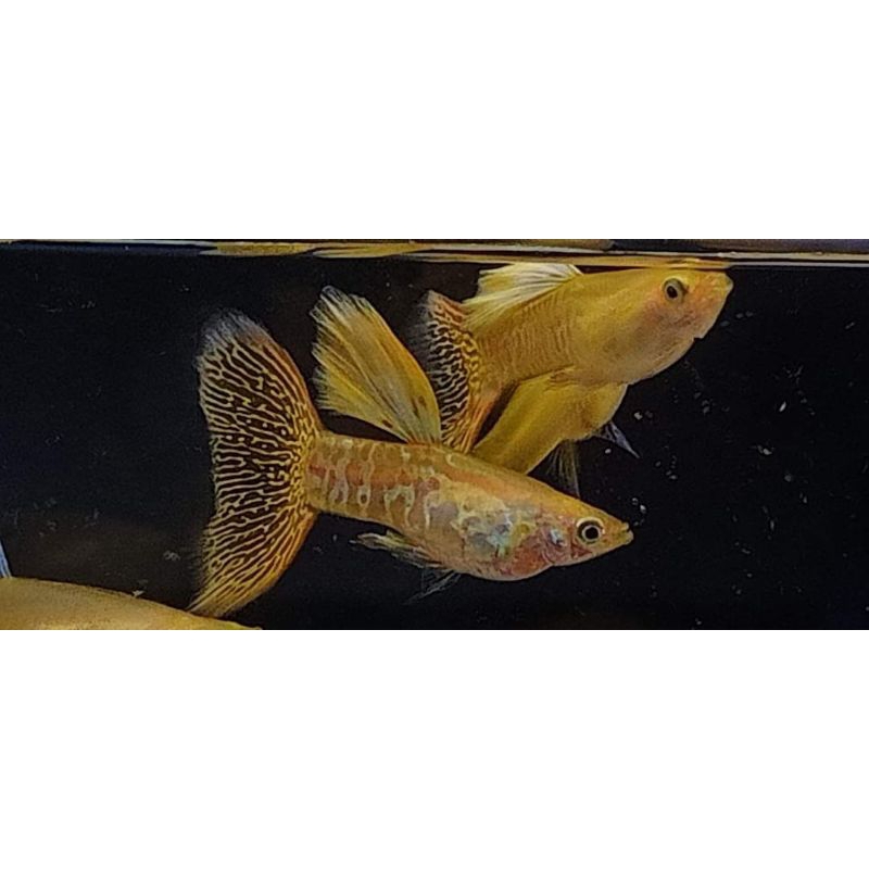 ikan hias Guppy Yellow Cobra perpasang hiasan aquarium