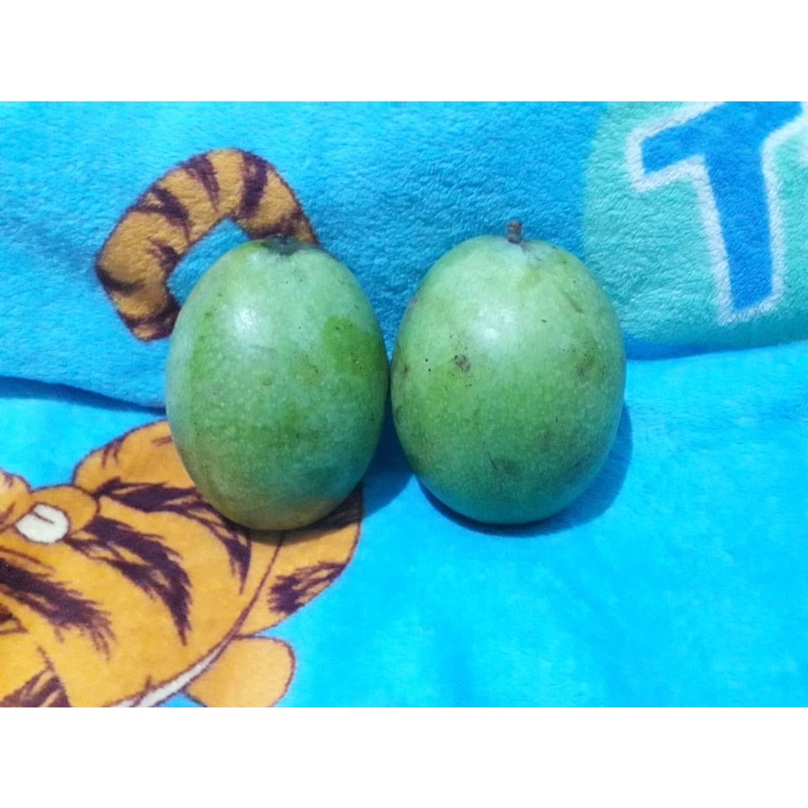 

Buah Mangga Manalagi