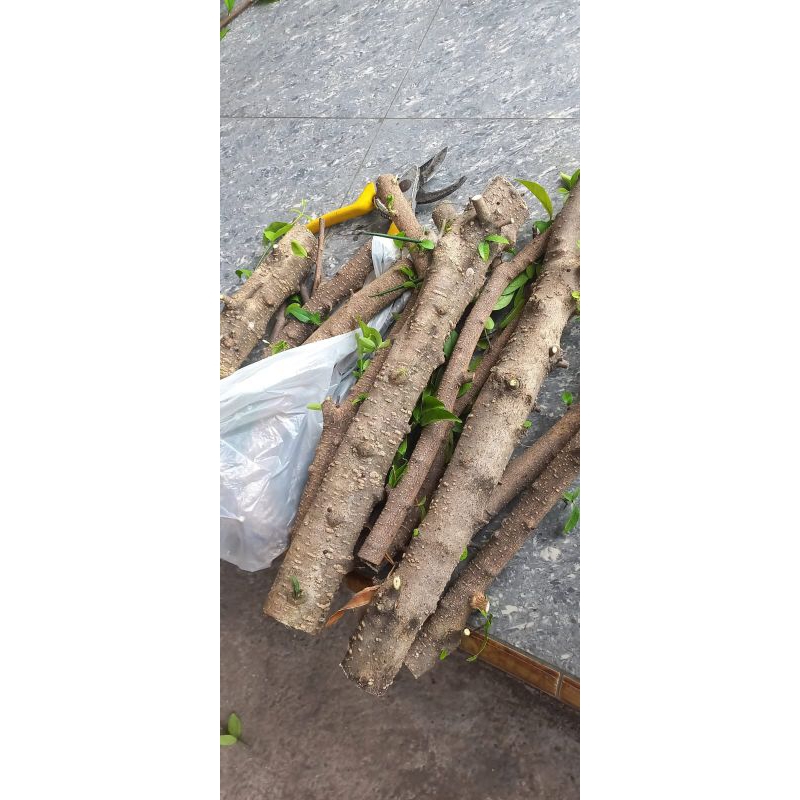 ANTING PUTRI bibit bonsai anting putri fresh cuting bonsai anting putri batang putih bibit anput bib