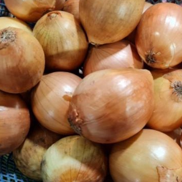

Bawang Bombai / Bombay Murah