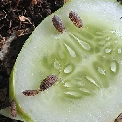 Isopod Nagurus Nanus