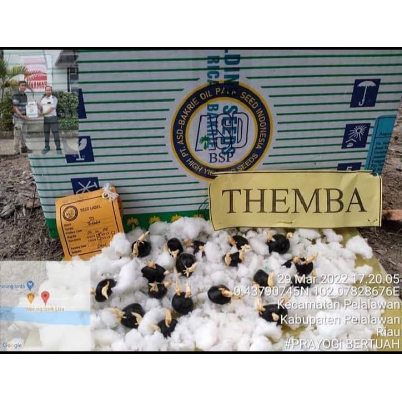 bibit benih kecambah sawit DxP COSTA RICA THEMBA unggul