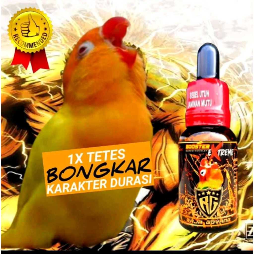 BOOSTER XTREME LOVEBIRD RG BOOSTER XTREME PENGGACOR BURUNG LOVEBIRD